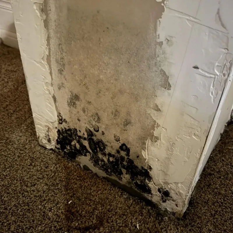 Professional Mold Removal in Comanche, TX